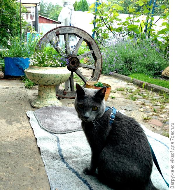 Готов к прогулке по саду-огороду