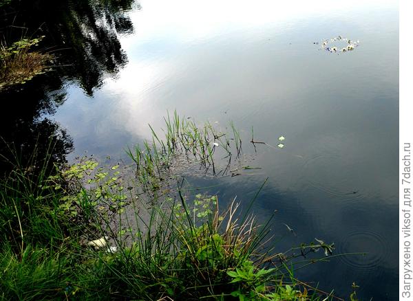 День твоего рождения совпадает с праздником Купалл&#39;е в правом верхнем углу веночек из твоих любимых ромашек и моих васильков