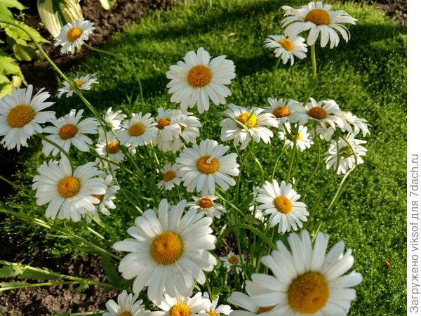 И ромашки для любимой для Наташки!