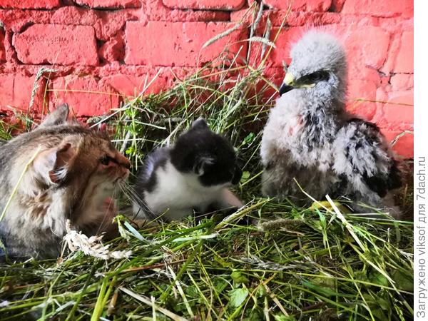 Птенца сокола нашел наш друг-фермер в лесу, забрал, вот и котята у него нашли приют!