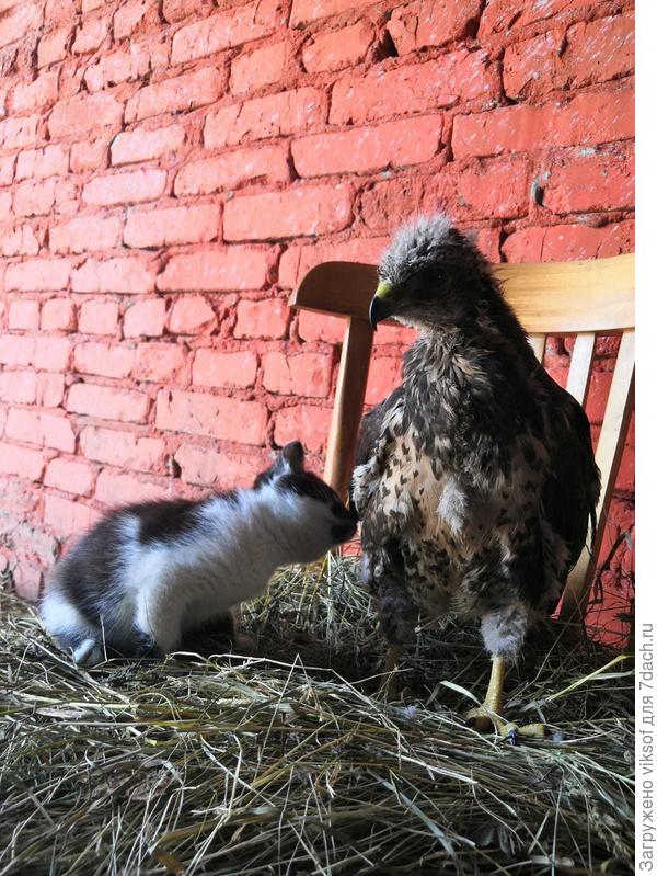 Смотри как дети дружат... и ничего не выясняют, просто рядышком живут малыши!