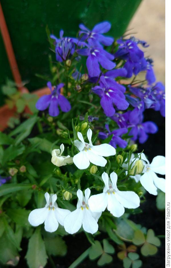 Высокий пенёк помог отправить тебе мои любимые цветы!