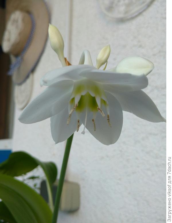 А в этом году расцвела и лилия, я её так и зову - Улейская! И ещё мнооого чего цветёт в моём саду, потому что от Вас всегда получаю добрые советы,  я с благодарностью вспоминаю Ваши подсказки и про выращивание замечательной муррайи... Спасибо Вам огромное! Я от всего сердечка желаю Вам и всем Вашим родным и близким крепкого здоровья, благополучия и всего самого доброго на дооооолгие и счастливые годы! Семикратное У- Р - Аааааа нашему замечательному эксперту и просто милой красивой женщине!