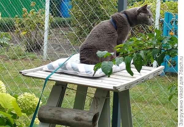 И Витас шлёт вам свои замурррчательные пожелания!!!