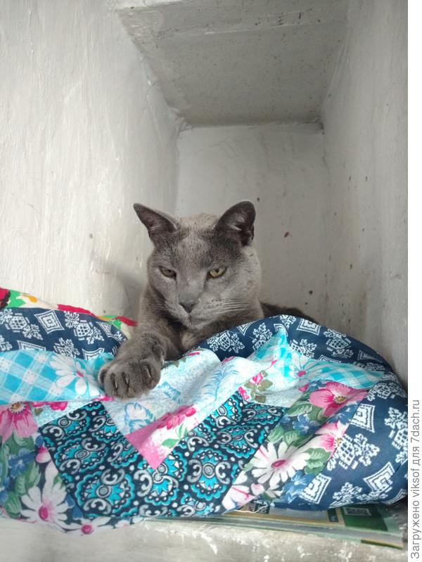 Осень настала, холодно стало, Витас на печке греет бока.....