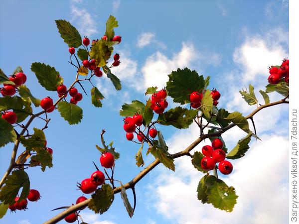 Зато, боярышник хорош!