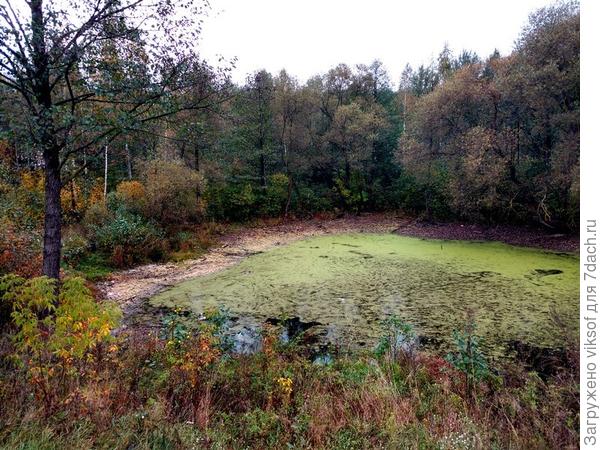 Лучшая авторская работа Осени