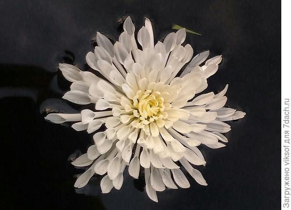 моя скромная осенняя красавица и в ночи хороша