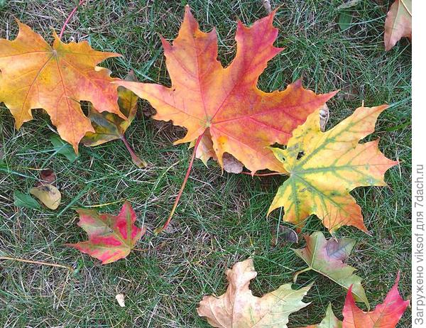 осенняя палитра