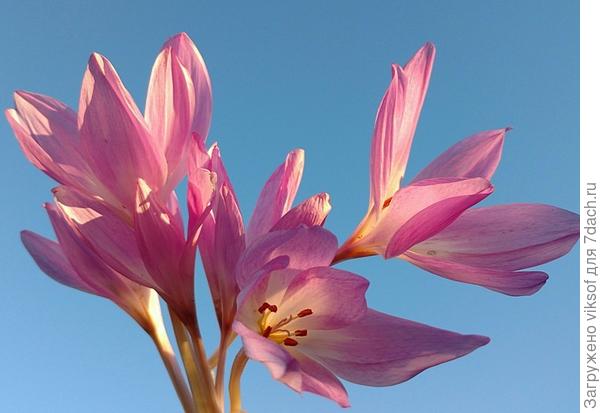 Самое время безвременником любоваться