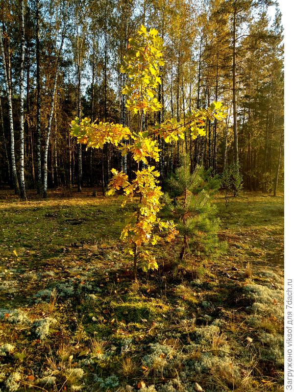 А это просто дубочек молоденький, а ведь как природа его создала!