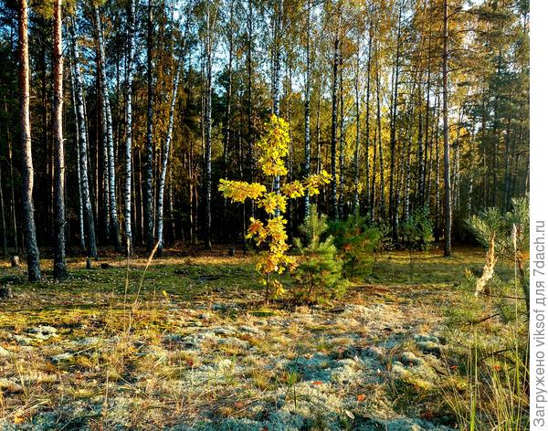 Как же он хорош!