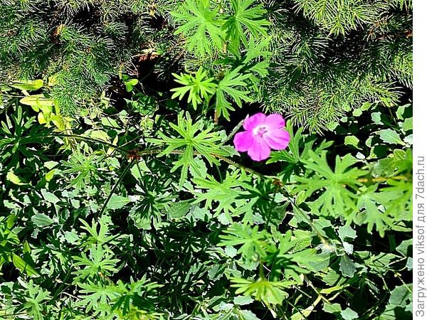 Вот она - моя лесная красавица судивительными листьями!