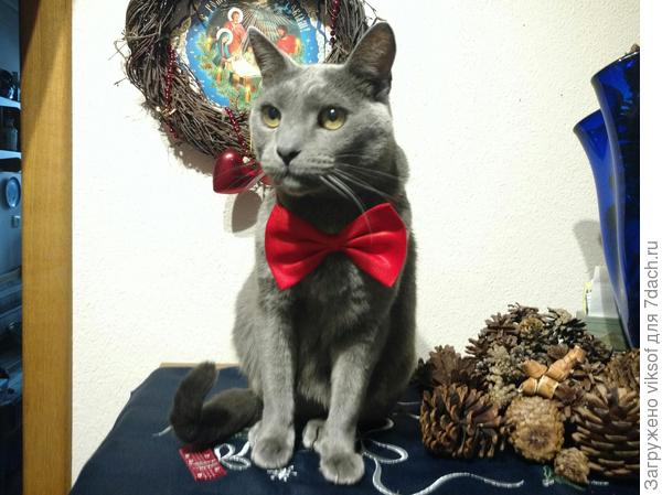 Муррррмяу, спасибо! Я уже готовлюсь к Новому году, а нас, красивых котов в Семидачье, очень мнооооого!
