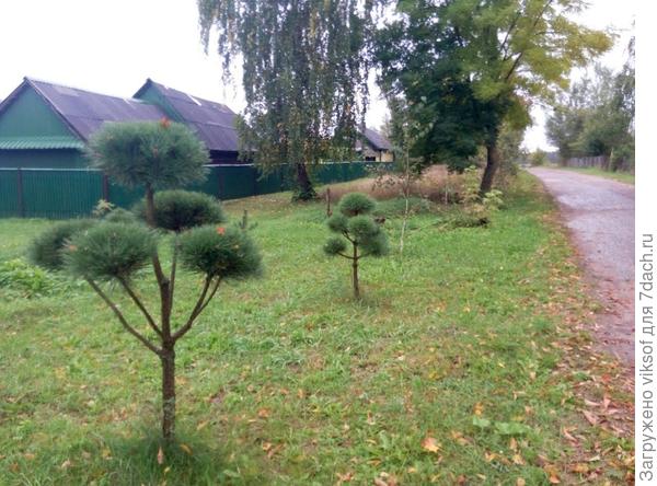 Я не успела у него расспросить как он это делает ... Оленька, мне и пересаживать сосенки не надо, но может стоит  попробовать, перед входом в наш кооператив много молодых сосен, вот весной и попробую как ты