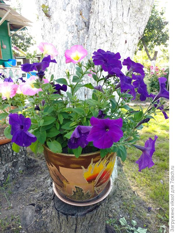 Вот и я похвасталась