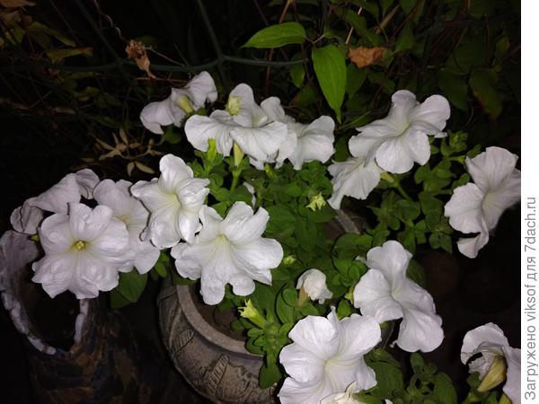 Они и в ночи хороши