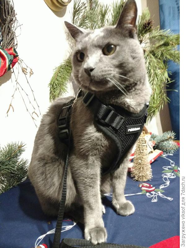 Приходится на него одевать смирительной жилет..уже готов к весенней поездке на дачу, очень скучает по солнышку!.