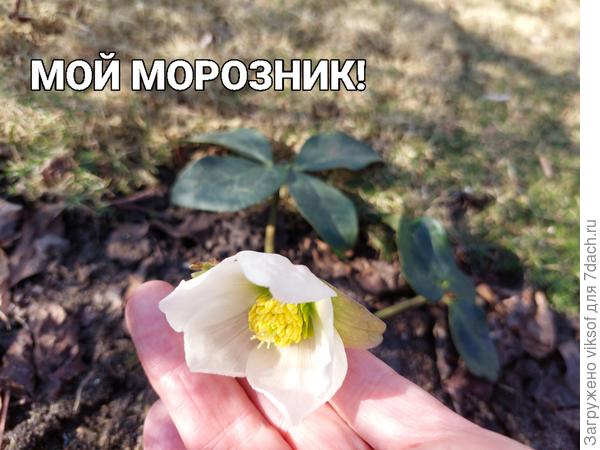 Морозник такой маленький, но такой смелый...