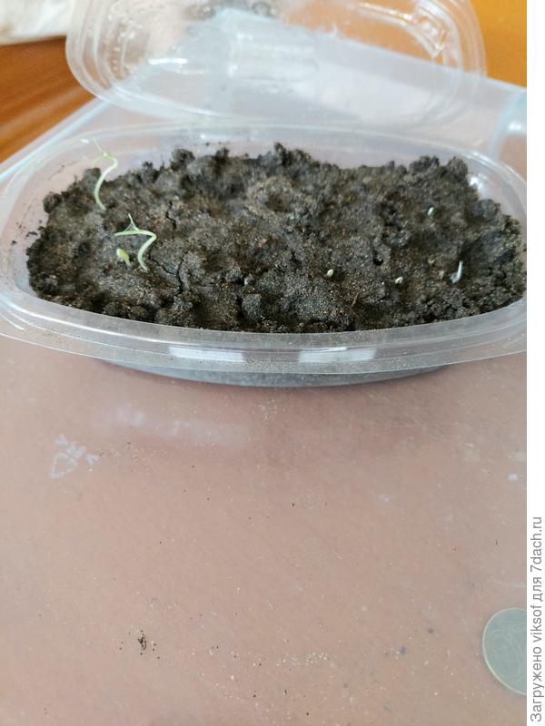 Не с первой попытки, но всходят по-тихоньку, дорашивать буду в теплице!