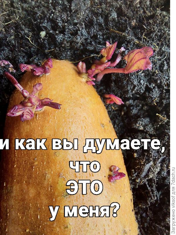 Вот, какие пошли отростки!