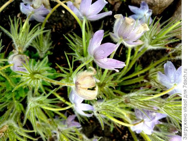 Мои прострелы для тебя!