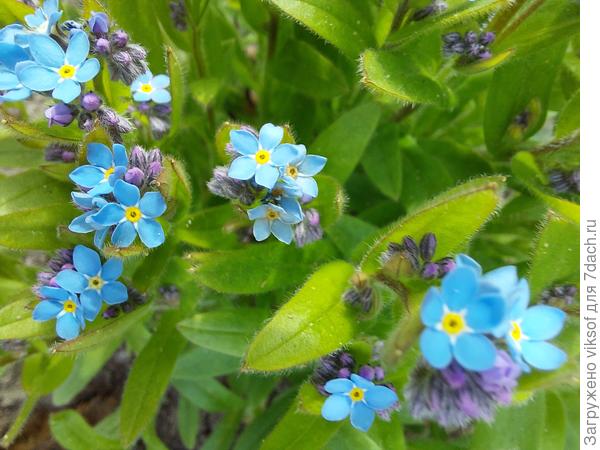 И незабудки для тебя, Оленька!
