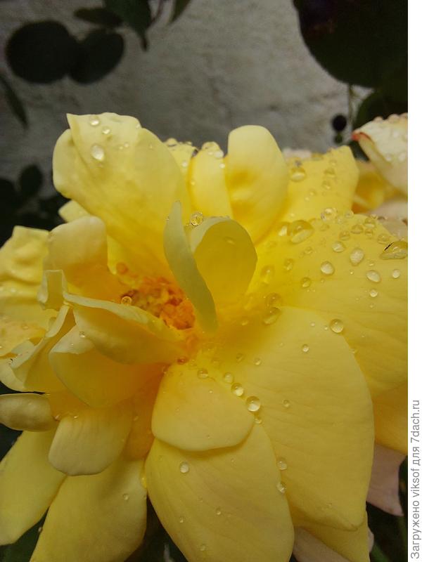 Солнечного всем настроения!