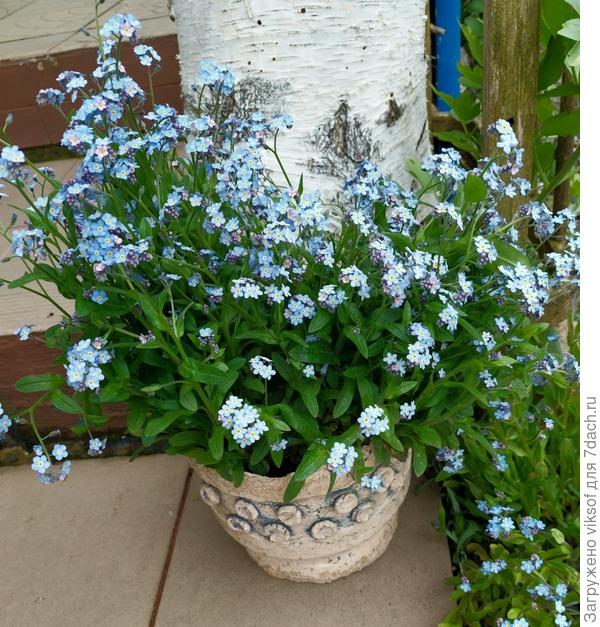 Они ведь и правда прекрасны! Спасибо,  Ирочка!