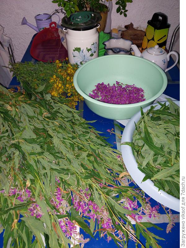 Иван чай нам в помощь, зачем нам пить не самые полезные китайские чаи