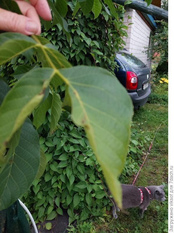 И таких листьев на молодом деревце много