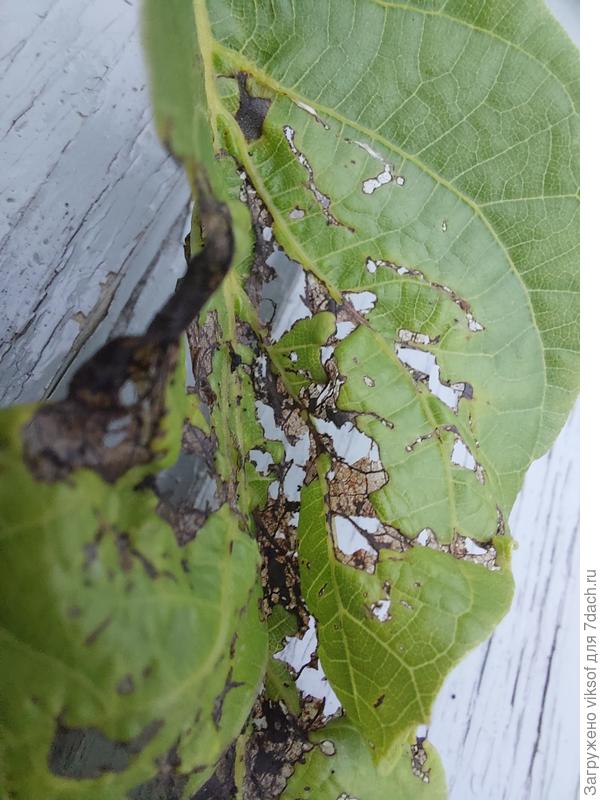 Никак х насекомы0х не обнсружено