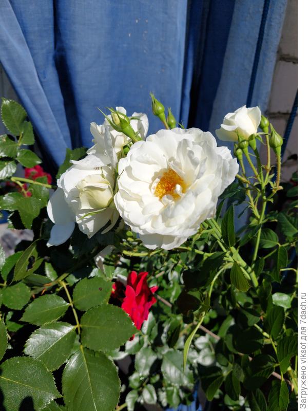 Цветы августа для вас!