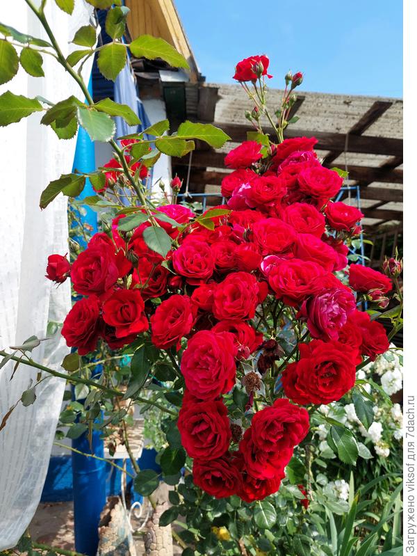 Мои розы именниницам с любовью