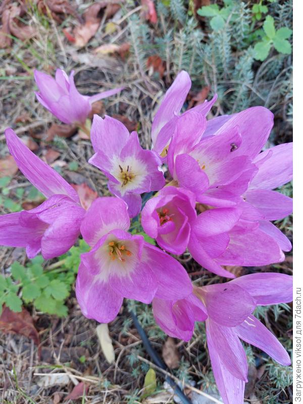 И букет тебе СВОЕвременников