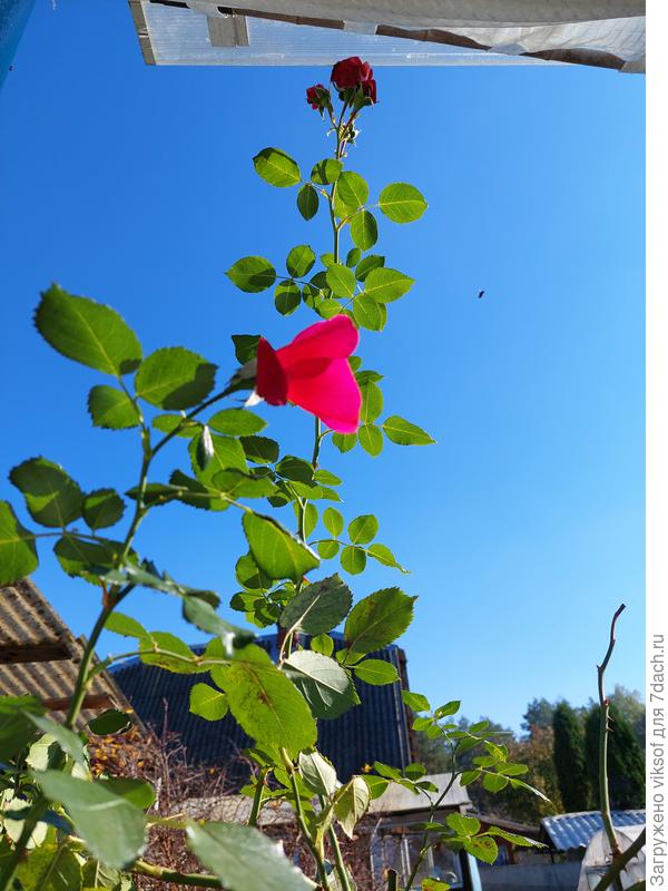 Всем нам  мирного неба