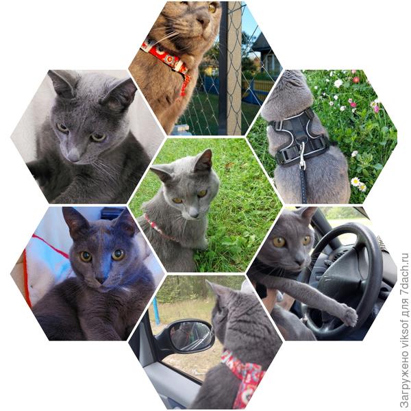 Дачный сезон у Витаса закончился