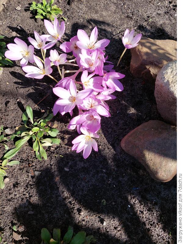 Самые своевременные безвременники для вас