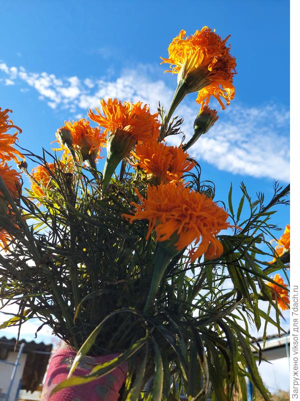 Бабье лето продолжается...