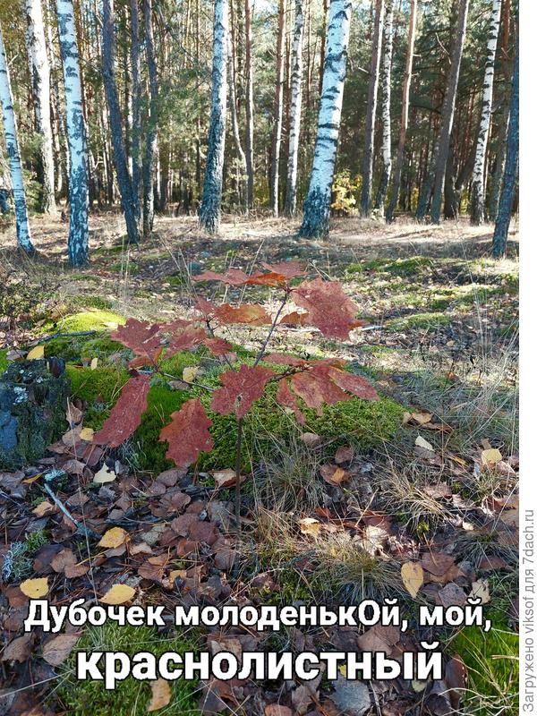 это мой, я его из жёлудя вырастила