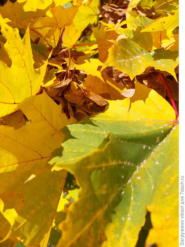 а листьями кленовыми любоваться...