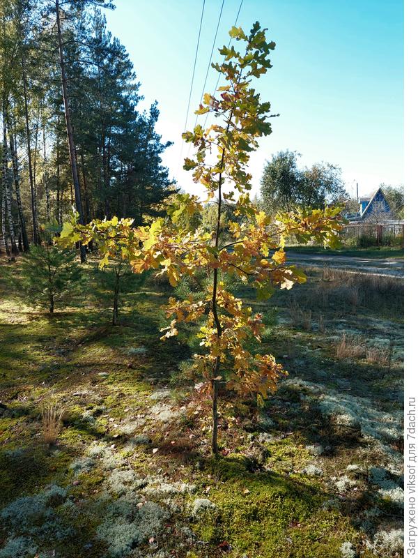 а это наш оберёг - дубочек - Крест!