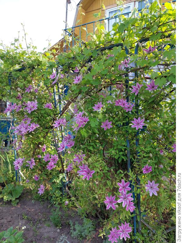 Да! Это мой любимый клематис Нелли Мозер - летом он порадовал обильным цветением, а в бабье лето забавными пушистиками