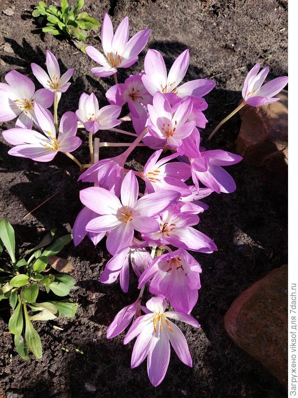 Мои своевременные безвременники для вас!