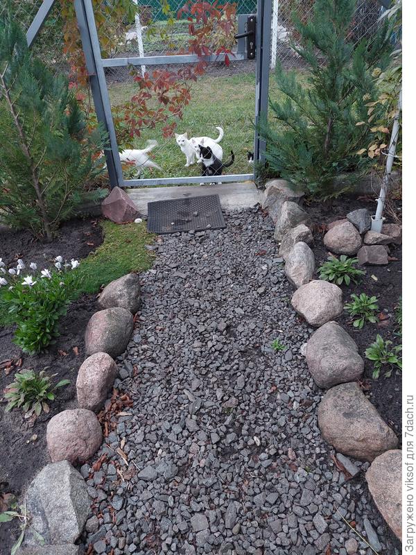 Оказывается они живут на соседней улице у полковника в отставке, добрейшейшей души человека, он живёт и зимой здесь, наш зимний сторож, .буду привозить корм для усатых