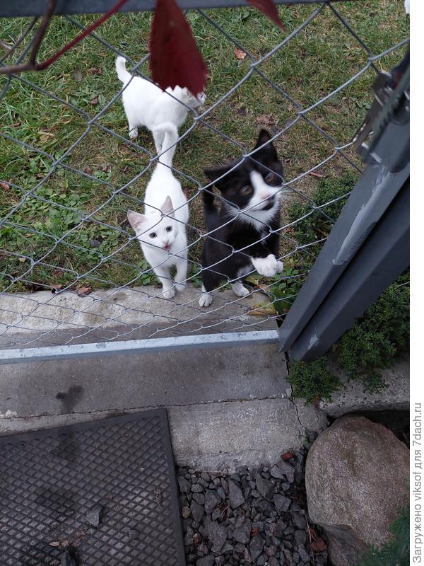 Концерт был замурррчательный