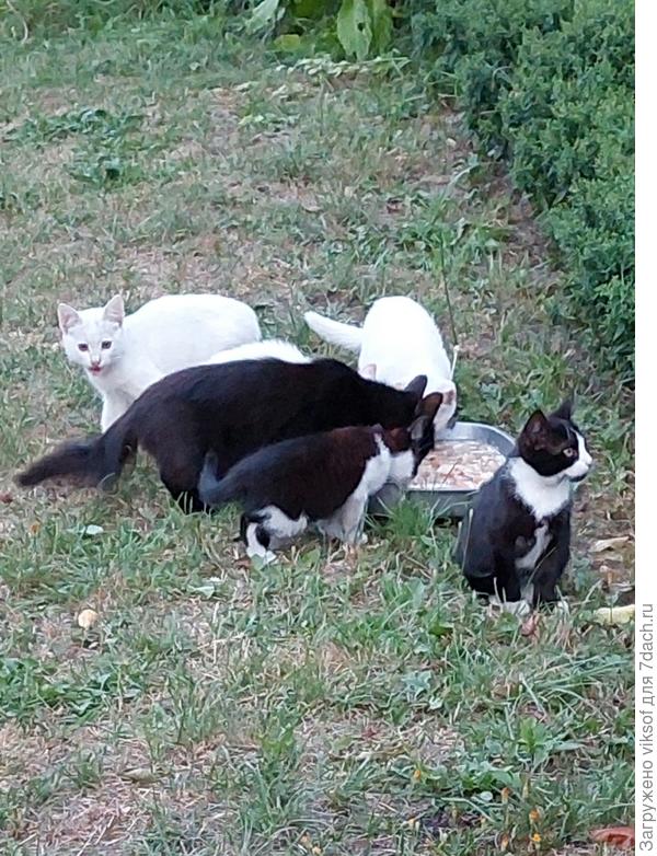 Оказывается их привела мама-кошка (чёрная вся), все получили угощение, а теперь полностью поставлены на довольствие
