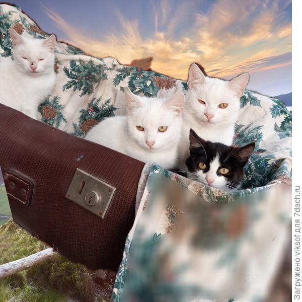 Кошачья сиеста