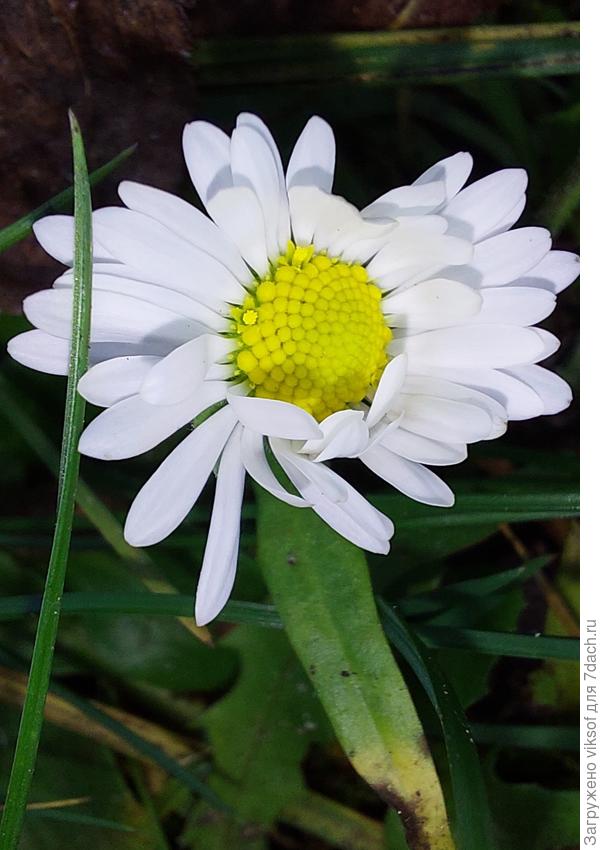 и маргаритки  по третьему кругу зацветают