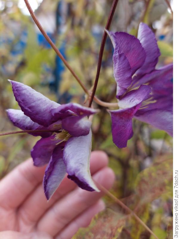 А у меня расцвел клематис, а сегодня уже похолодало